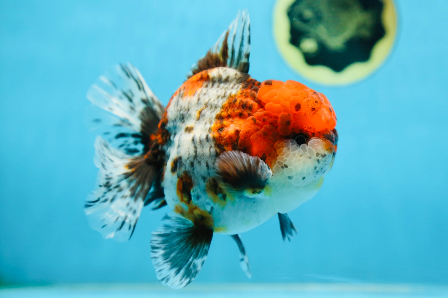 AAA Grade CHUBBY Calico Oranda Male 5.5 inches #082925OR_13