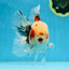 A Grade Young Godzilla Sakura Oranda Male 5.5 inches #080825OR_18