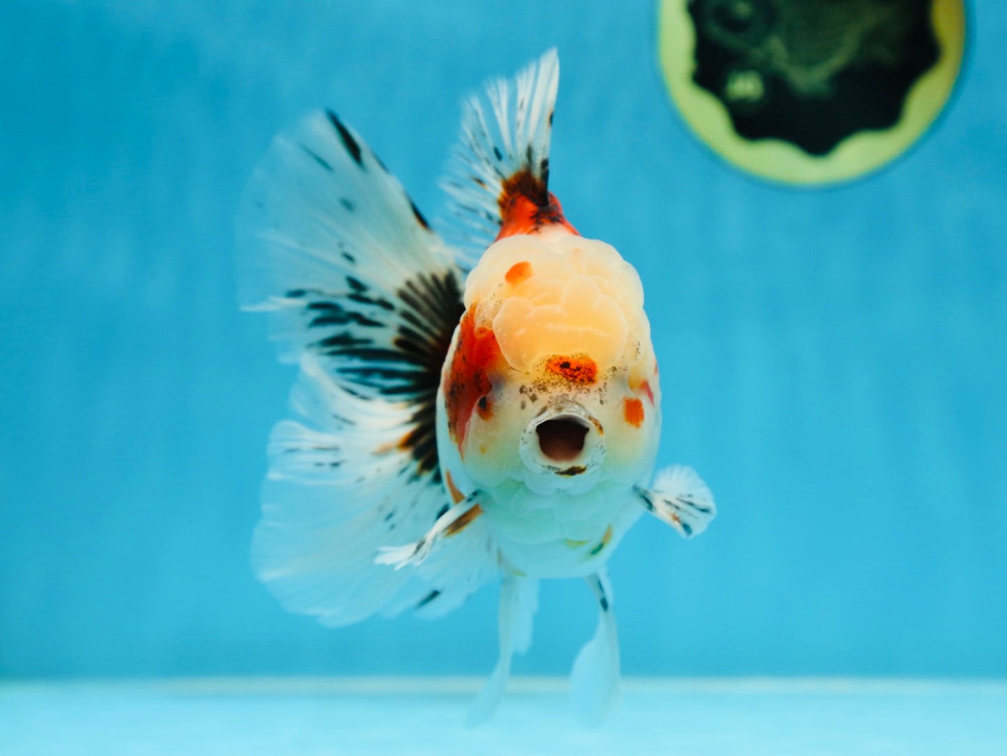 A Grade Young Godzilla Sakura Oranda Male 5.5 inches #080825OR_18