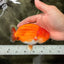 A Grade Red White LionKing 4.5-5 inches #072426LC_33