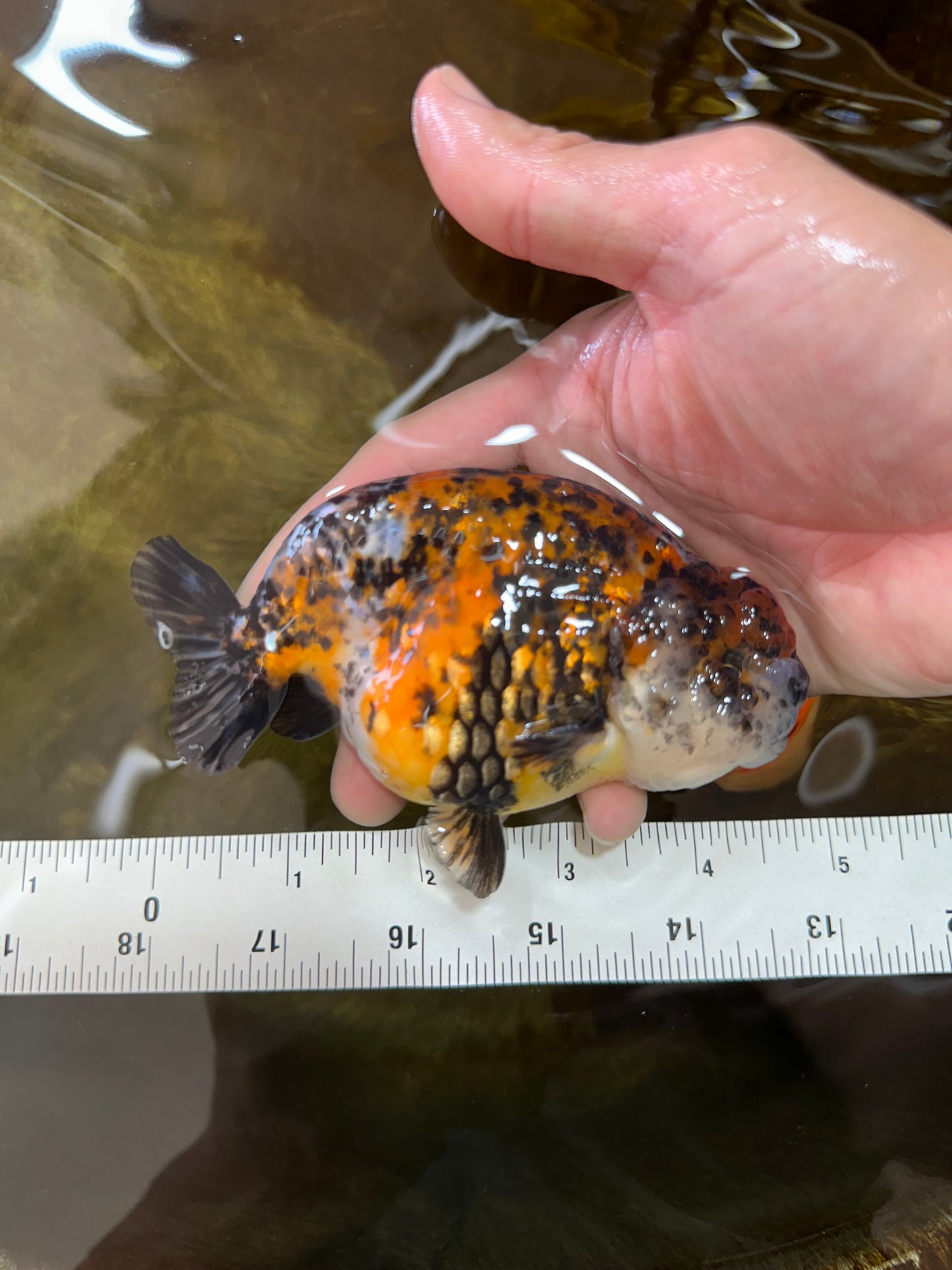 A Grade Speckle Beastie Calico Tiger LionKing 4.5-5 inches #062025LC_02