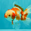 A Grade Red White Oranda Female 5.5  inches #070626OR_22