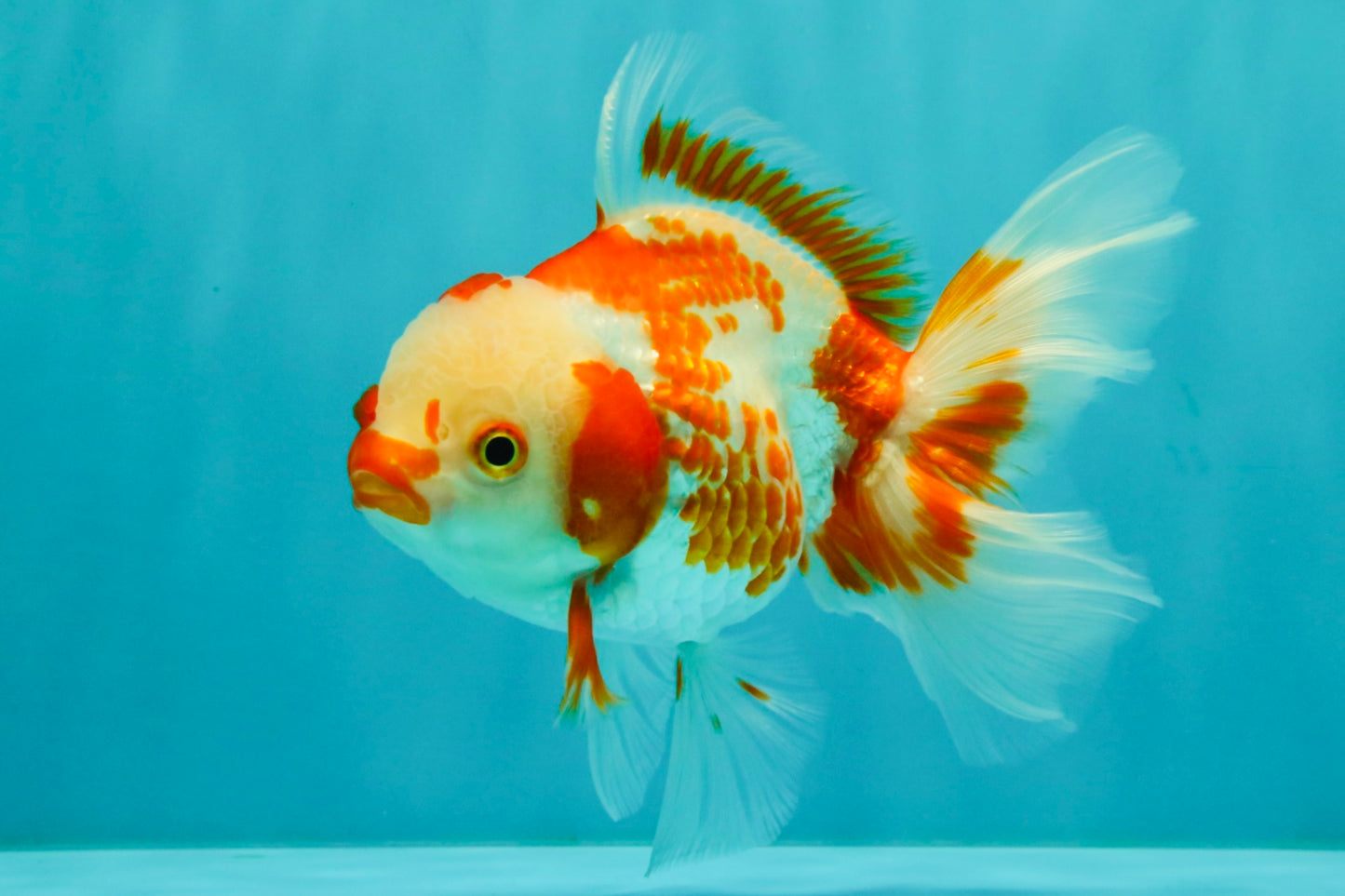 A Grade Red White Oranda Female 5.5  inches #070626OR_22