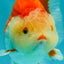 AAA Grade Red White Yuanbao Male 5 inches #072426YB_23
