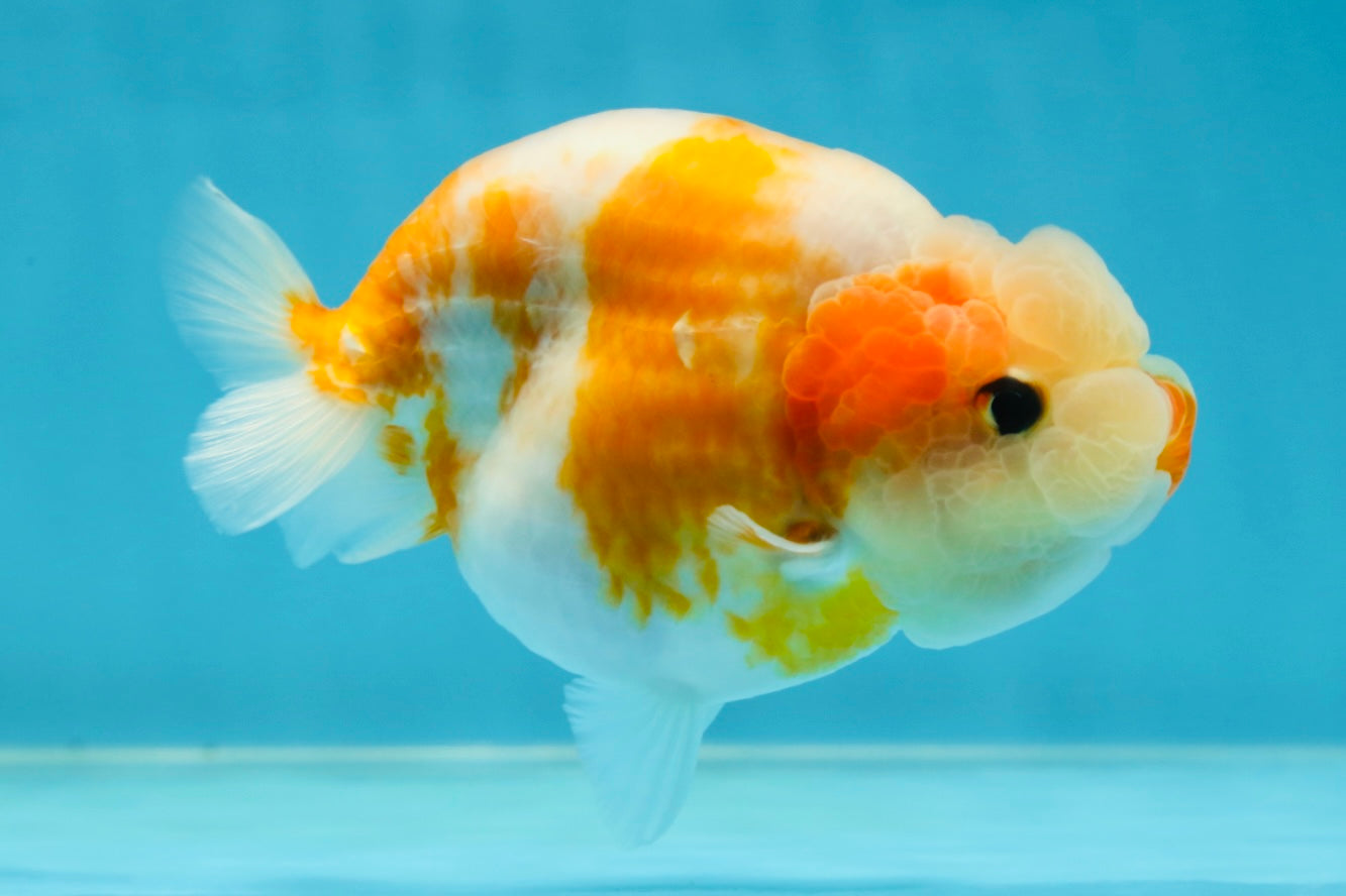 A Grade Sakura LionQueen 4-4.5 inches #050925LC_06