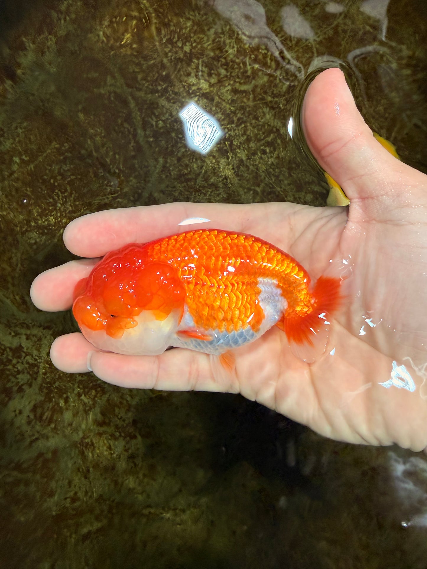 Red White Lionchu Female 4 inches #121225LC_11