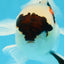 Tricolor Oranda Male 5 inches #052325OR_07