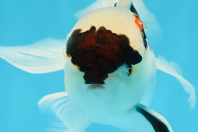 Tricolor Oranda Male 5 inches #052325OR_07