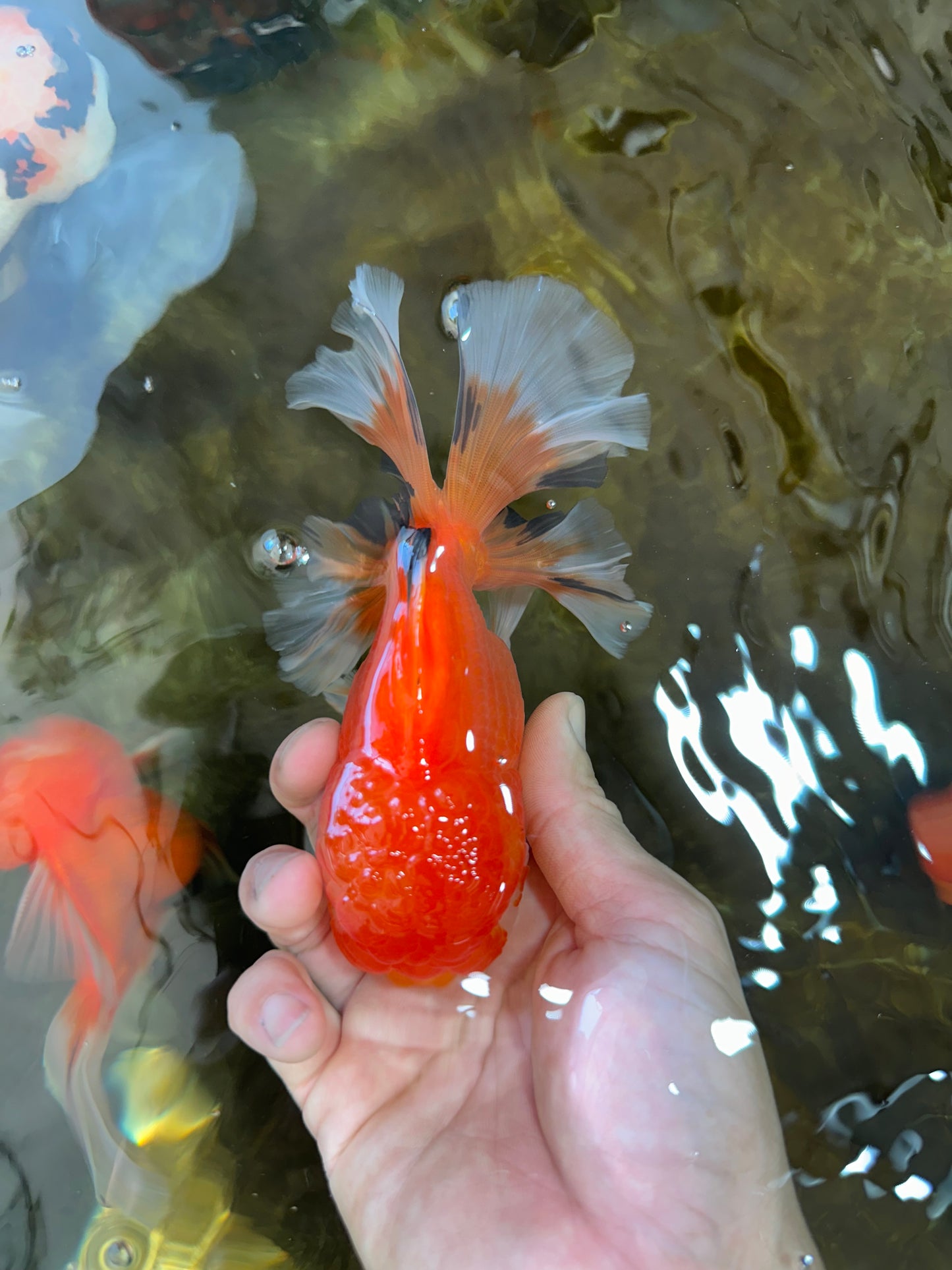 AAA Grade CHONKY Red White Oranda Male 5-5.5 inches #062025OR_16