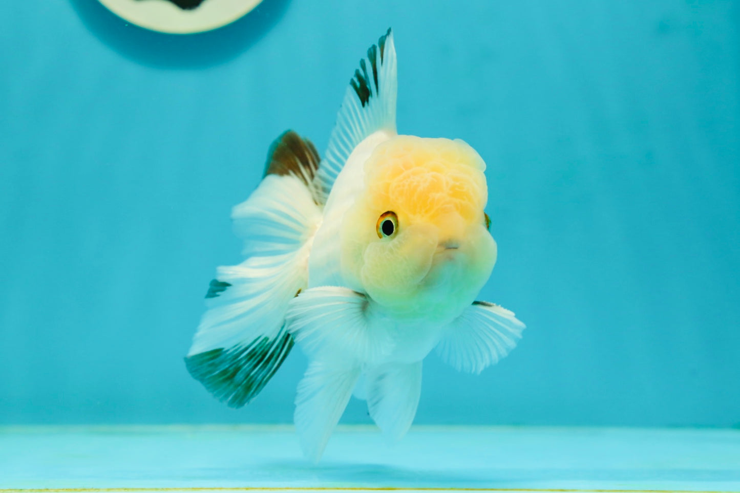 A Grade White Panda Oranda Male 4.5 inches #111524OR_25