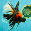 A Grade Tiger Oranda Male 7.5-8 inches #101626OR_17