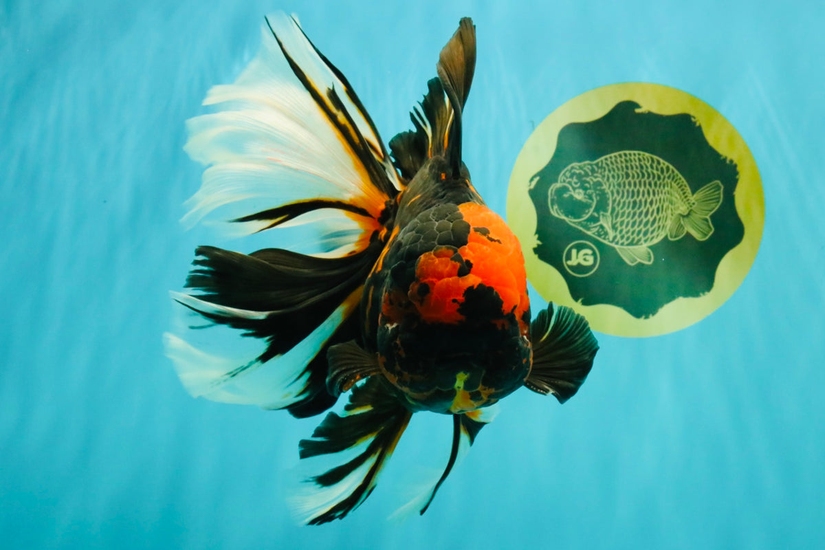 A Grade Tiger Oranda Male 7.5-8 inches #101626OR_17