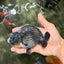 A Grade Blue Ranchu Male 5 inches #072426RC_36