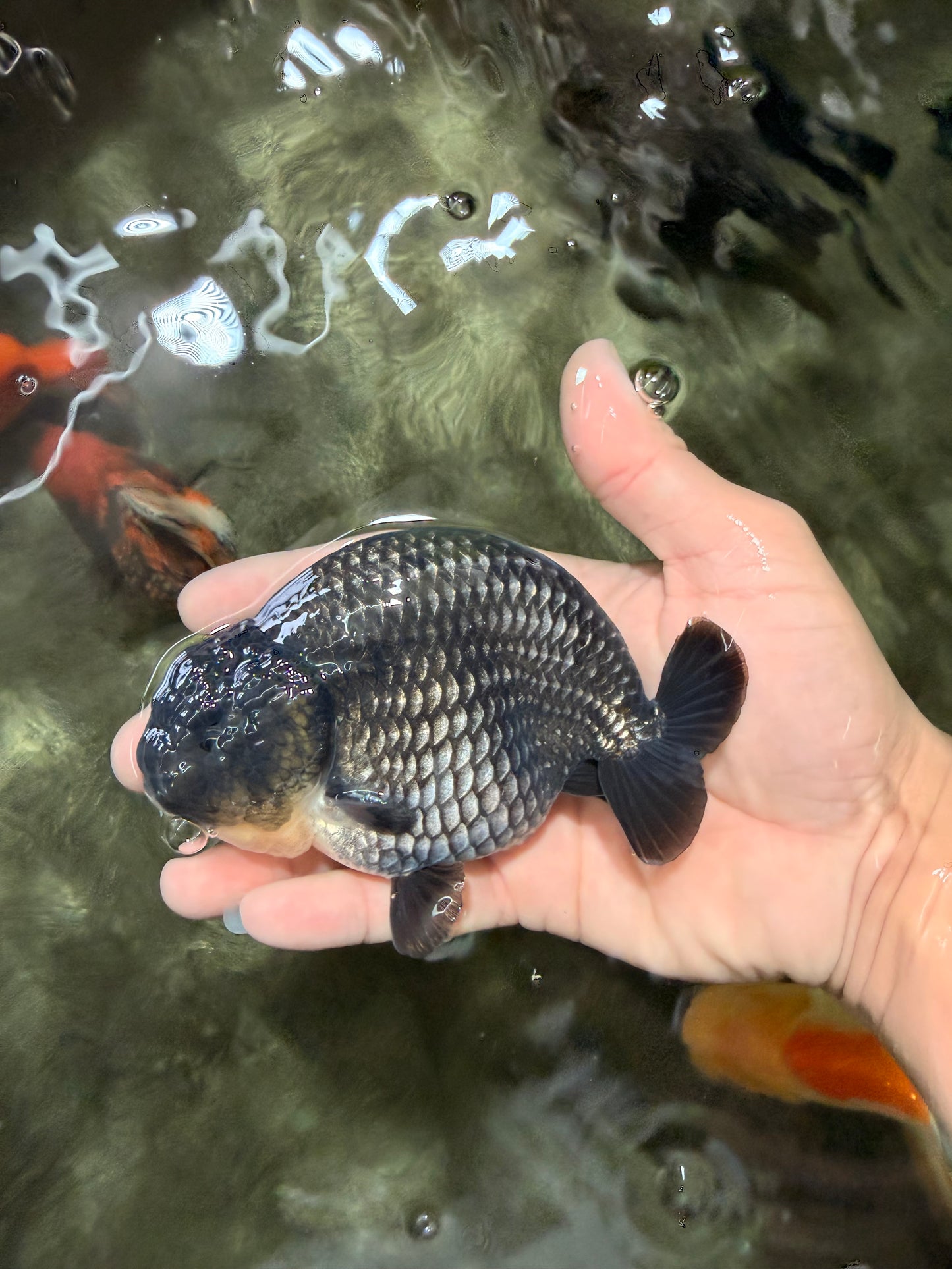 A Grade Blue Ranchu Male 5 inches #072426RC_36