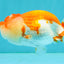 CHUBBY A Grade Red White LionQueen Female 4 inches #042426LC_20