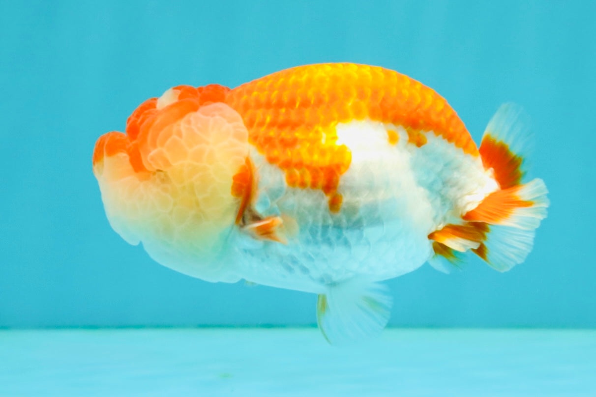 CHUBBY A Grade Red White LionQueen Female 4 inches #042426LC_20