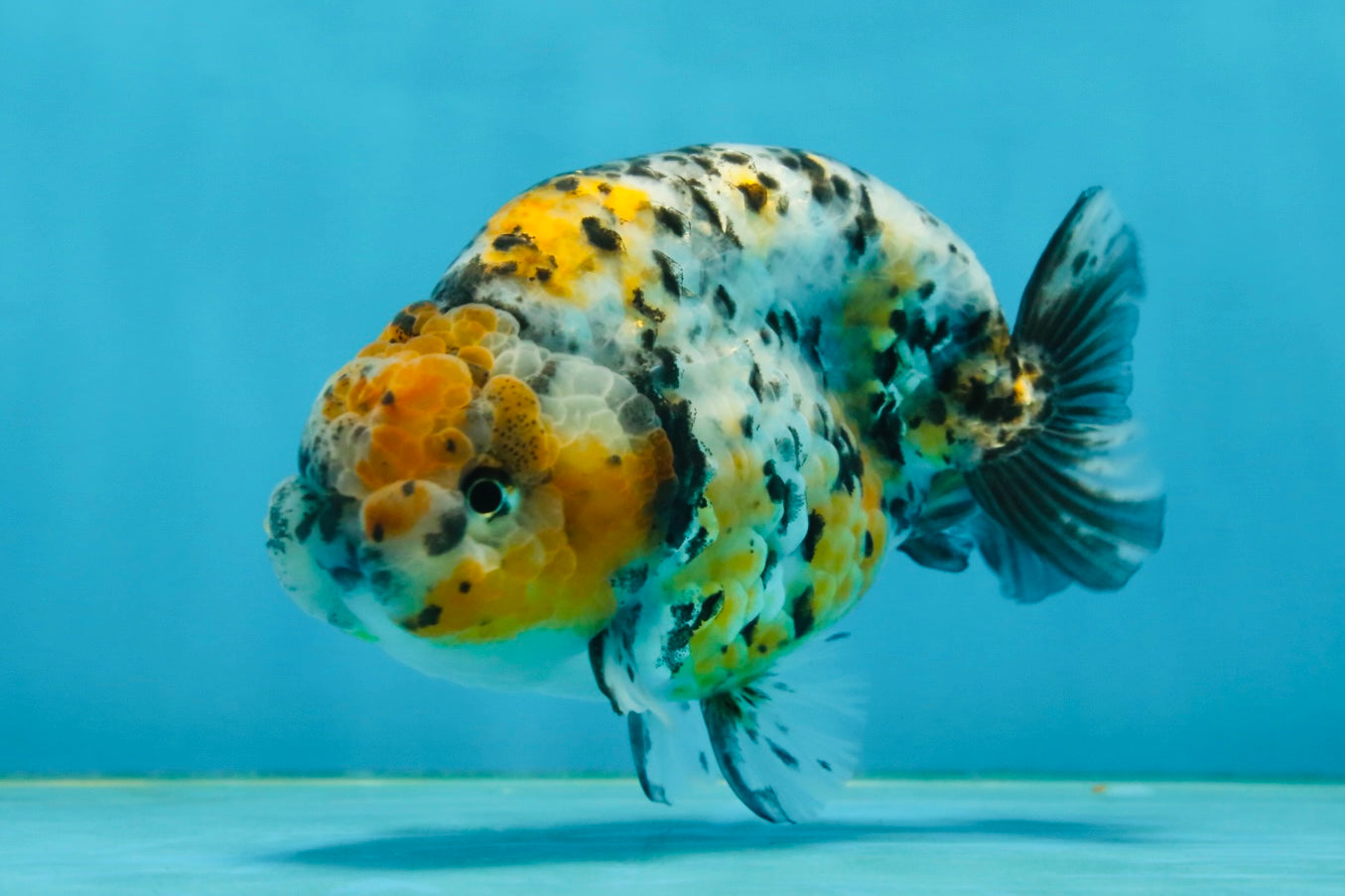 A Grade Tricolor Tiger LionKing 4.5-5 inches #062725LC_02