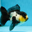 Panda Oranda Female 4.5-5 inches #071125OR_08