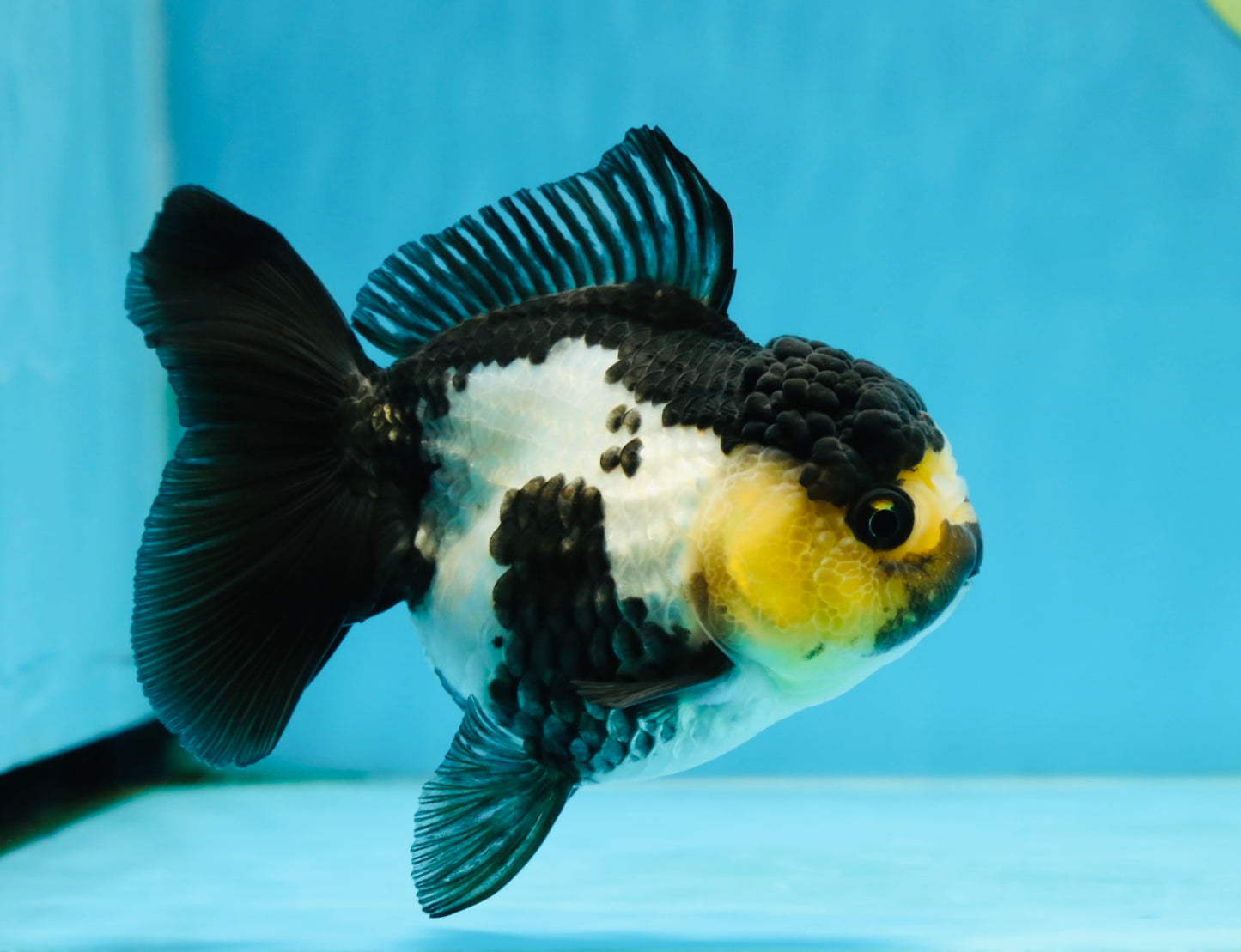 Panda Oranda Female 4.5-5 inches #071125OR_08