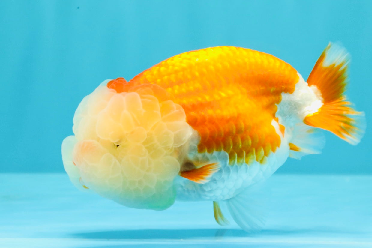 A Grade Red White LionQueen 4.5 inches #030626LC_03