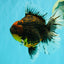 CHUNKY AAA Grade Tiger Oranda Male 6.5-7 inches #072426OR_01