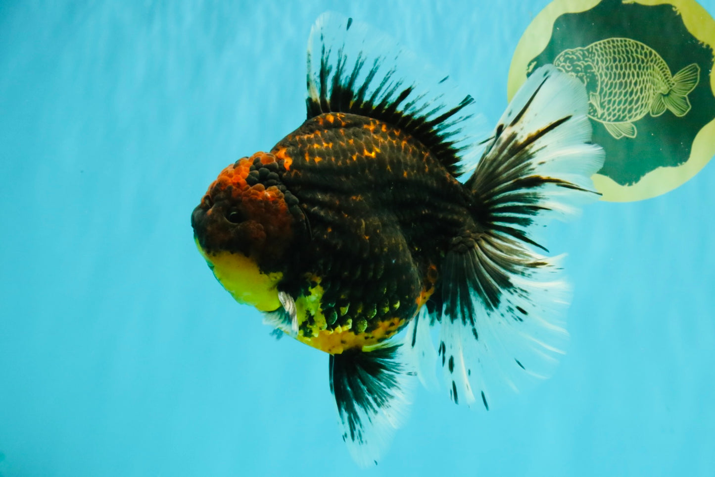 CHUNKY AAA Grade Tiger Oranda Male 6.5-7 inches #072426OR_01