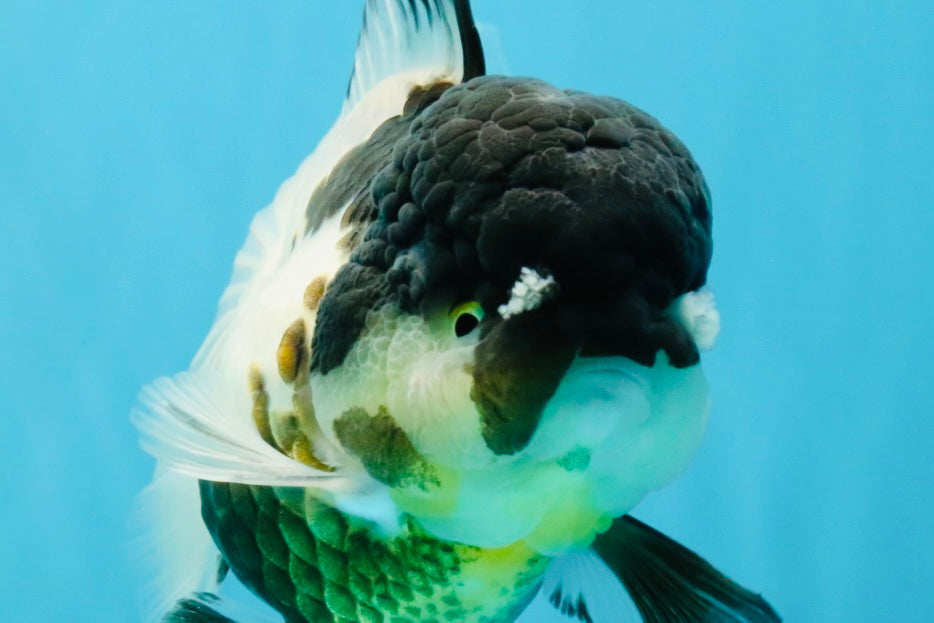 BATMAN Panda Oranda Female 5.5 inches #041026OR_09