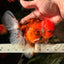 AAA Grade Sakura Long Tail Oranda Male 6.5 inches #030626OR_07