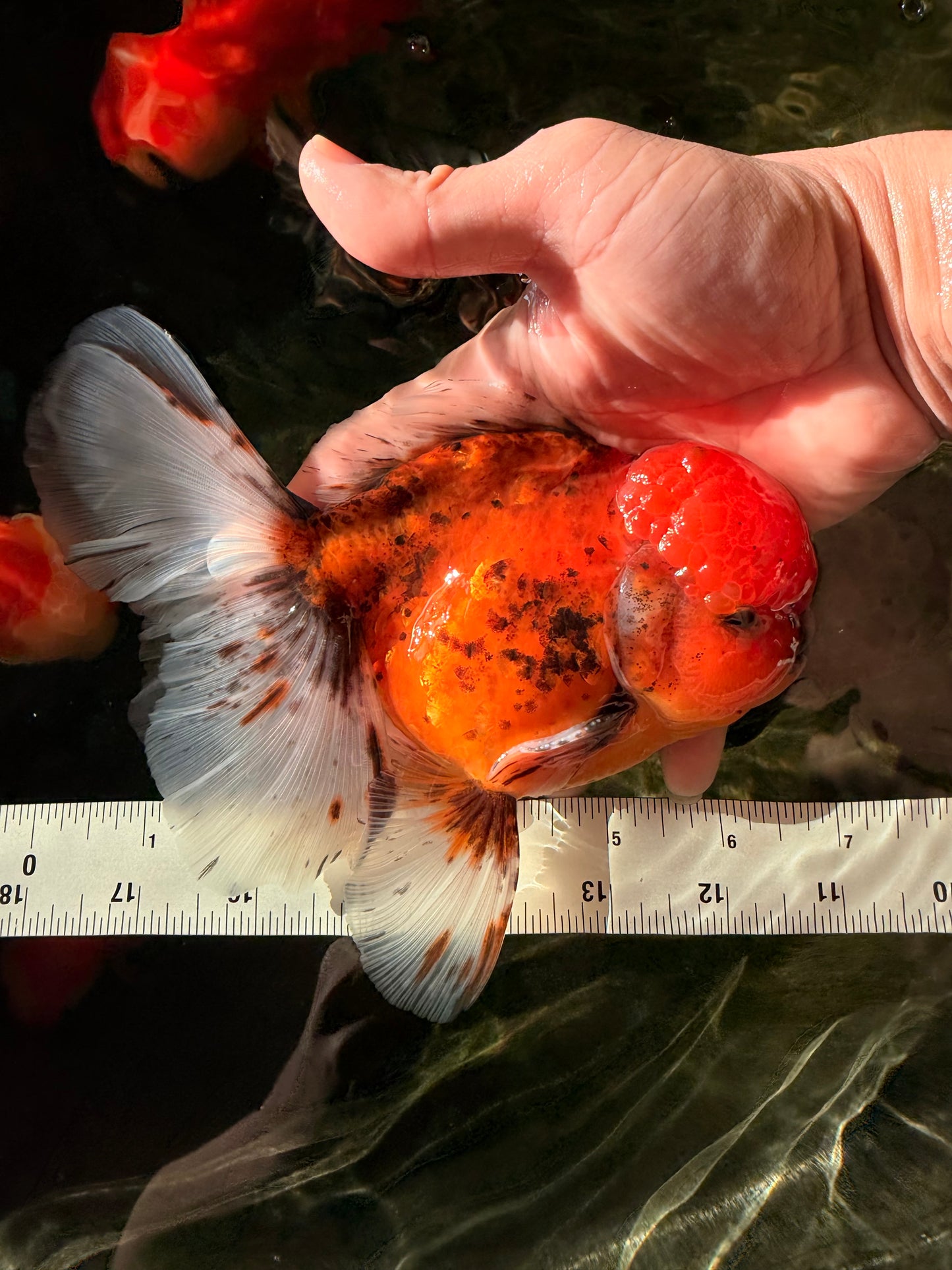AAA Grade Sakura Long Tail Oranda Male 6.5 inches #030626OR_07