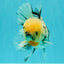 CHONKY AAA Grade Marble Oranda Male 5.5-6 inches #071726OR_28