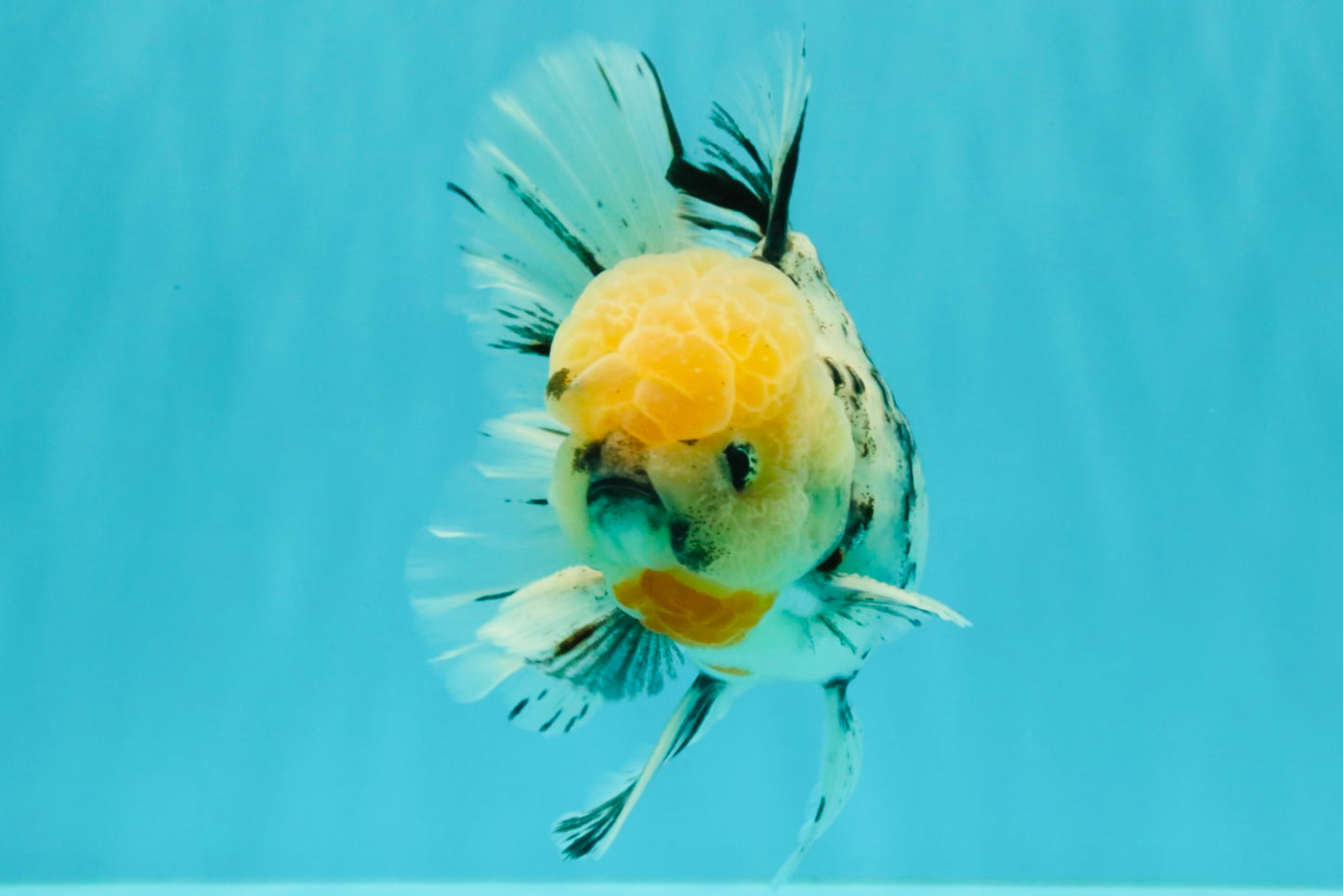 CHONKY AAA Grade Marble Oranda Male 5.5-6 inches #071726OR_28