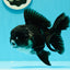 Bulldog Panda Oranda macho de grado A de 5 a 5,5 pulgadas n.° 0524OR_01