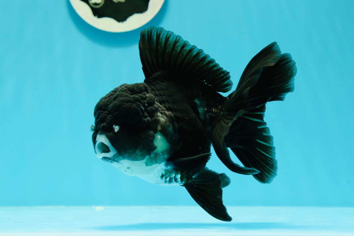 Bulldog Panda Oranda macho de grado A de 5 a 5,5 pulgadas n.° 0524OR_01