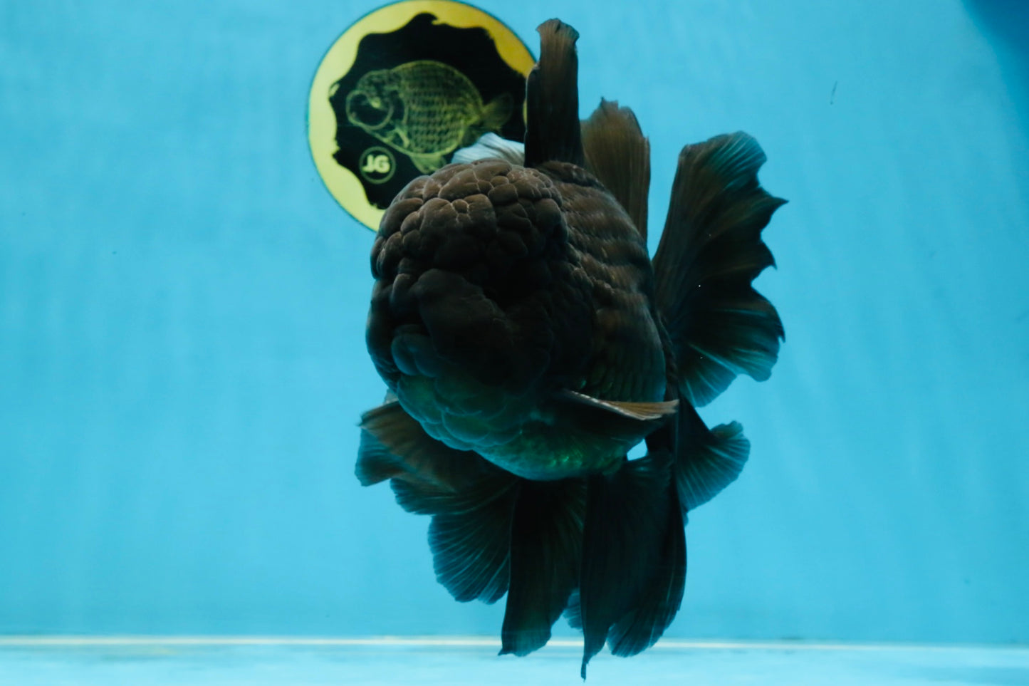 A Grade JUMBO Black Oranda Male 6.5 inches #110725OR_05