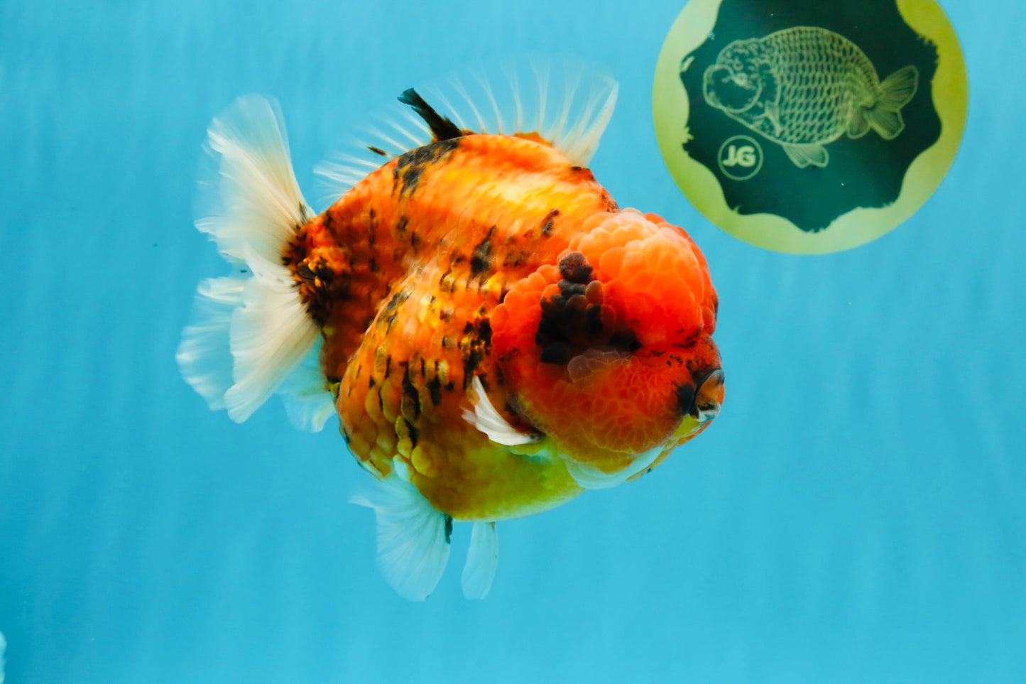 SUPER AAA Grade Godzilla Tiger Yuanbao Male 6.5 inches #022026YB_01