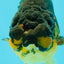Apache Lionchu Female 4-4.5 inches #070326LC_31