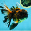 A Grade Stunning RARE Butterfly tail Tiger Oranda Female 5.5 inches #010325OR_04