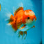 A Grade Jade Head Red White Oranda Female 6 inches #091225OR_13