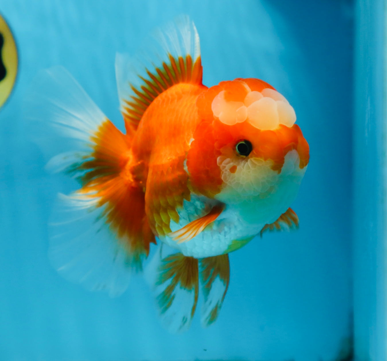 A Grade Jade Head Red White Oranda Female 6 inches #091225OR_13