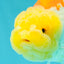 Red White Lionchu Female 4.5-5 Inches #100226LC_16