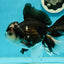 AAA Grade Panda Oranda Male 6.5 inches #110824OR_08