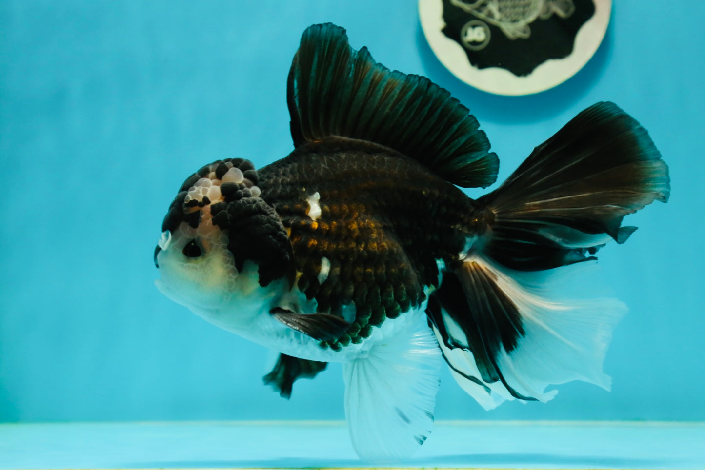 AAA Grade Panda Oranda Male 6.5 inches #110824OR_08