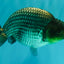UNIQUE AAA Grade Blue Ranchu Male 5 inches #071026RC_10