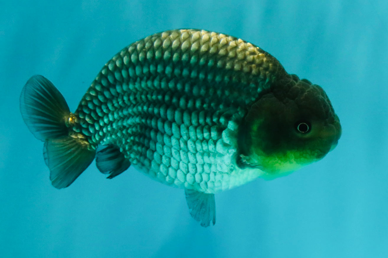 UNIQUE AAA Grade Blue Ranchu Male 5 inches #071026RC_10
