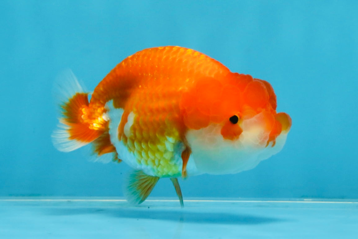 A Grade Red White LionQueen 4 inches #103125LC_18