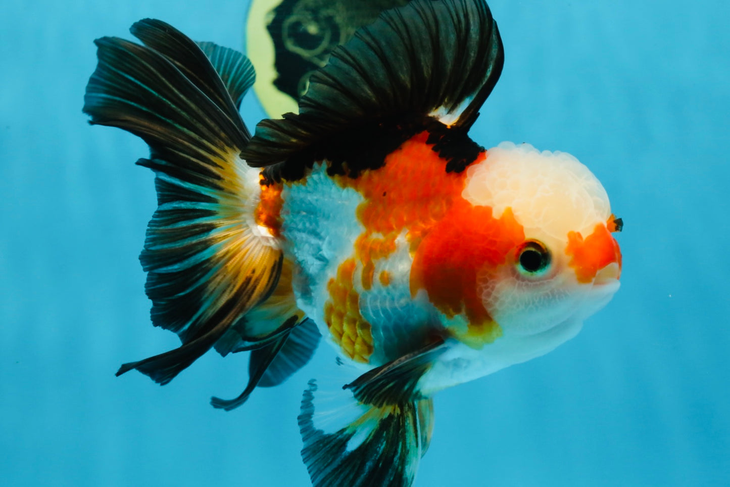 UNIQUE Tricolor Oranda Male 5 inches #100325OR_21