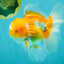 A Grade Cheese Orange White Oranda Male 5.5 inches #062626OR_22