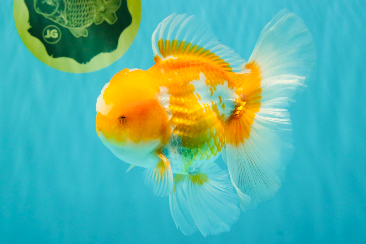 A Grade Cheese Orange White Oranda Male 5.5 inches #062626OR_22