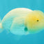 White Lionchu Female 4 inches #051526LC_13