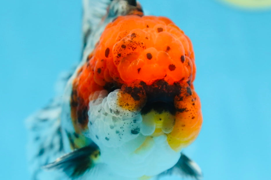 AAA Grade CHUBBY Calico Oranda Male 5.5 inches #082925OR_13